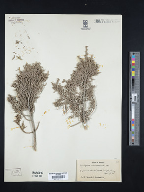 Juniperus monosperma image