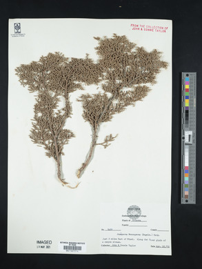 Juniperus monosperma image