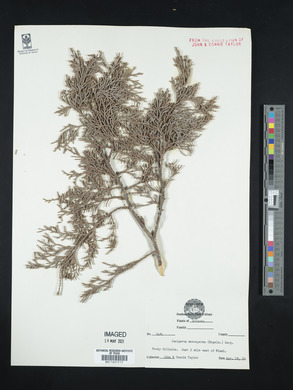 Juniperus monosperma image