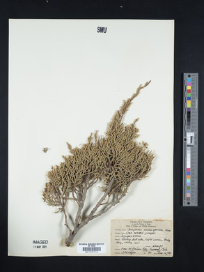 Juniperus monosperma image