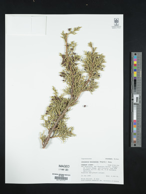 Juniperus monosperma image