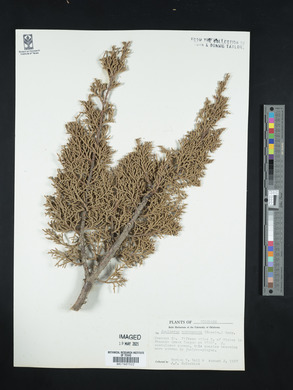 Juniperus monosperma image