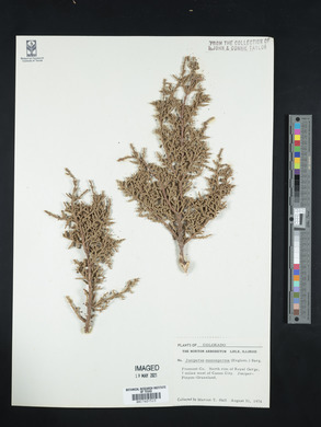 Juniperus monosperma image