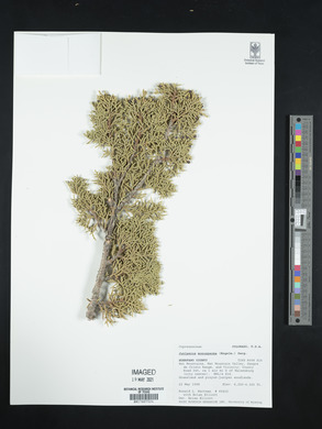 Juniperus monosperma image