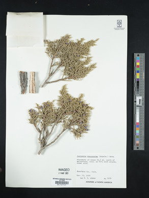 Juniperus monosperma image