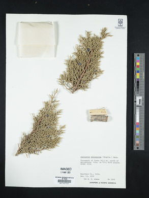 Juniperus monosperma image