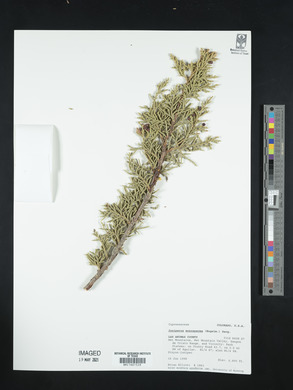 Juniperus monosperma image