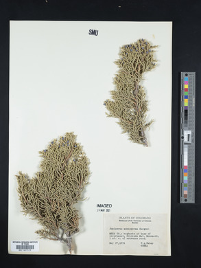 Juniperus monosperma image