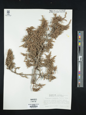 Juniperus monosperma image