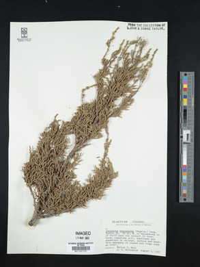 Juniperus monosperma image