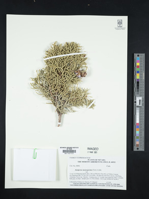 Juniperus monosperma image