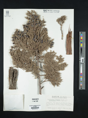 Juniperus deppeana image