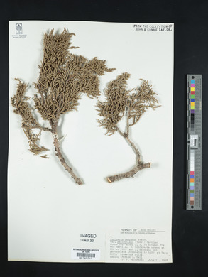 Juniperus deppeana image