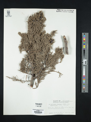 Juniperus deppeana image