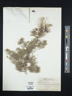 Juniperus pachyphlaea image