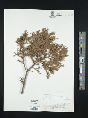 Juniperus deppeana image