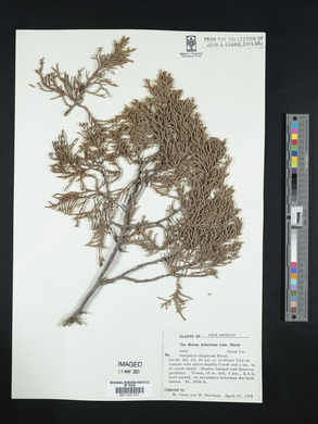 Juniperus deppeana image