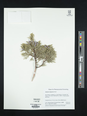 Juniperus deppeana image