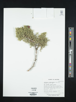 Juniperus coahuilensis image