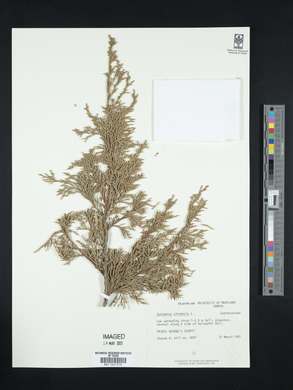 Juniperus chinensis image