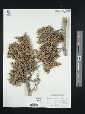 Juniperus monosperma image