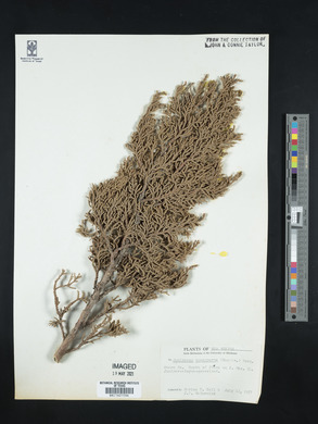 Juniperus monosperma image