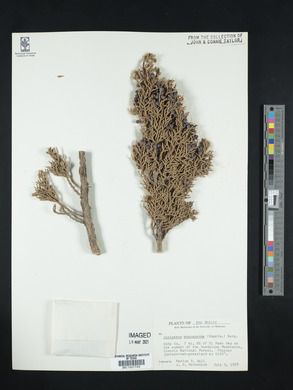 Juniperus monosperma image