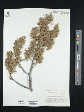 Juniperus monosperma image