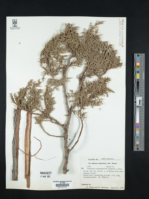 Juniperus monosperma image