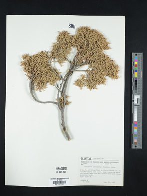 Juniperus monosperma image