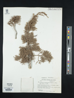 Juniperus monosperma image