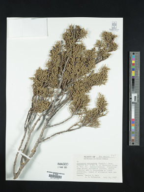 Juniperus monosperma image