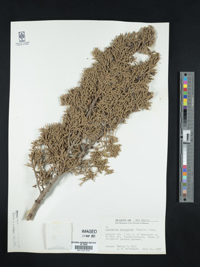 Juniperus monosperma image