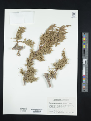 Juniperus monosperma image