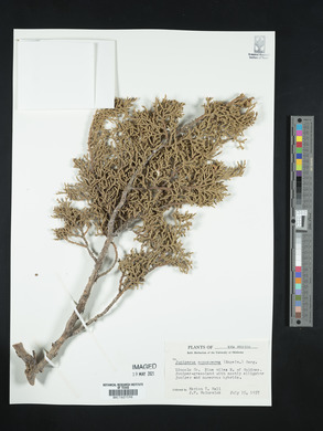 Juniperus monosperma image