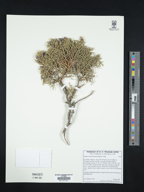 Juniperus monosperma image