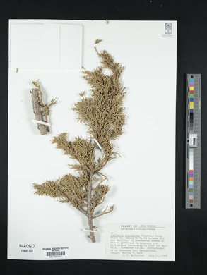 Juniperus monosperma image