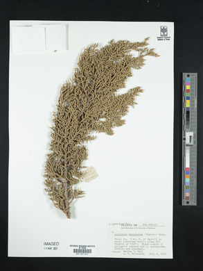 Juniperus monosperma image