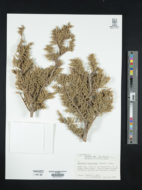 Juniperus monosperma image