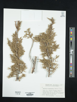 Juniperus monosperma image