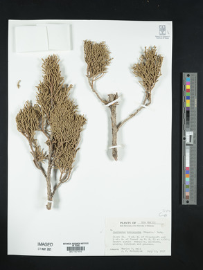 Juniperus monosperma image