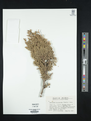 Juniperus monosperma image