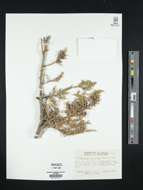 Juniperus monosperma image