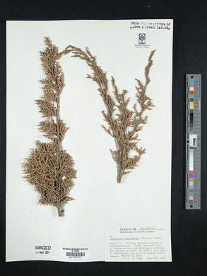 Juniperus monosperma image