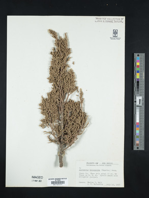 Juniperus monosperma image