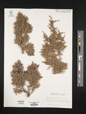 Juniperus monosperma image