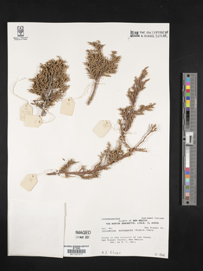 Juniperus monosperma image