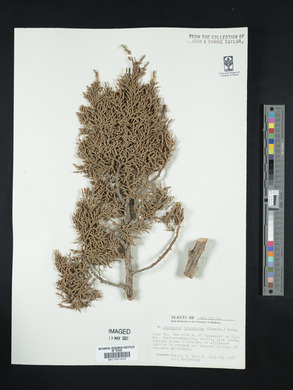 Juniperus monosperma image