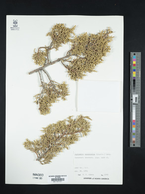 Juniperus monosperma image