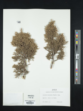 Juniperus monosperma image